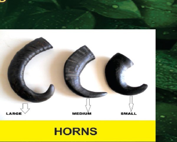 Horns