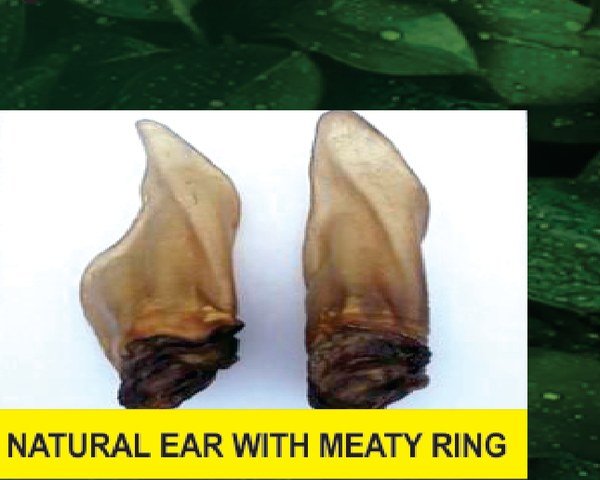 Ear With Meaty Ring