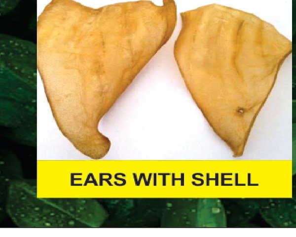 Ears With Shell