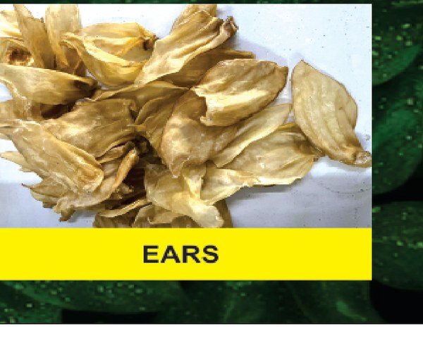Goat Ears