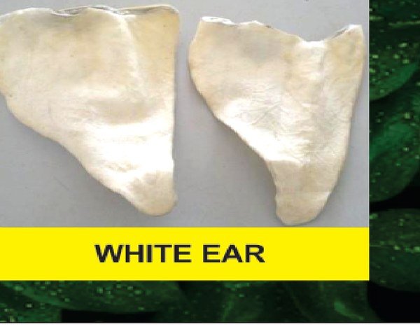 White Ear